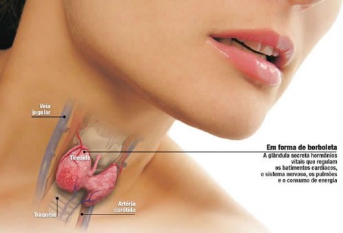A tireoide é um órgão muito importante para o funcionamento do corpo. Ela possui 2 hormônios - T3 e T4 -responsáveis pelo funcionamento de vários outros órgãos. A tireoide está ligada a ciclo menstrual, fertilidade, raciocínio. Se ela estiver desregulada, pode causar aumento de peso.