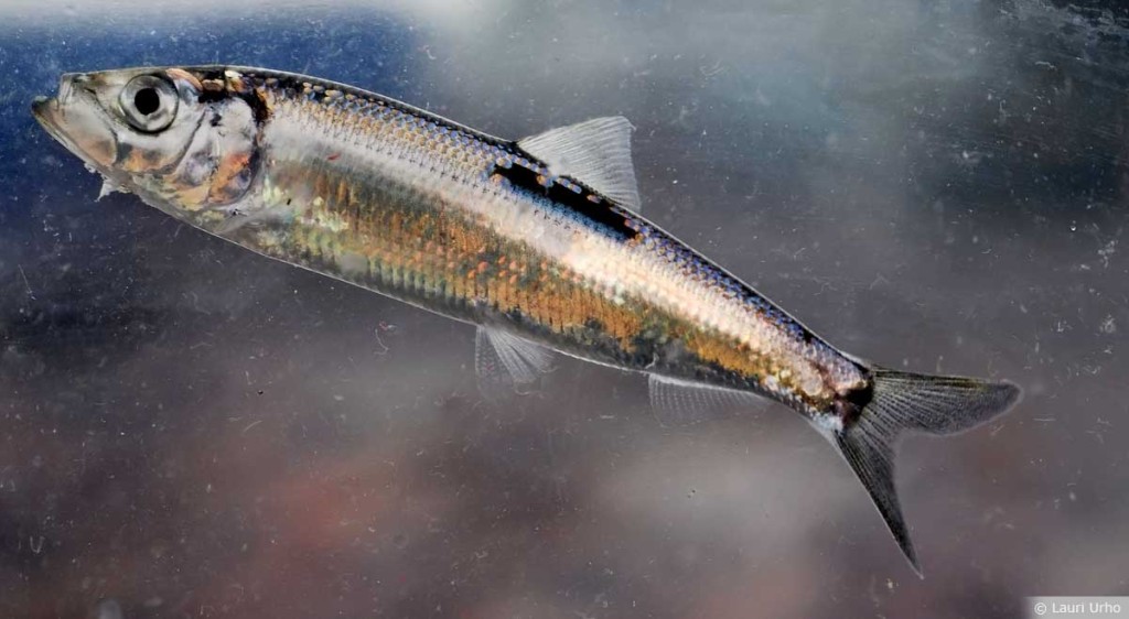 O arenque é o peixe mais rico em ômega-3