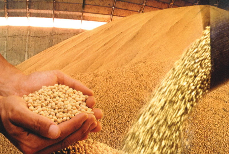 No mundo inteiro, a soja geneticamente modificada, a rainha das commodities, vai parar no estômago de animais que não estão nem aí se ele é transgênica ou não. O subproduto mais comum é o óleo, mas há ainda o leite de soja, o tofu e a proteína. No Brasil, onde a soja transgênica ocupa 1/3 das áreas cultivadas, foram liberadas cinco variantes, todas resistentes a herbicidas.