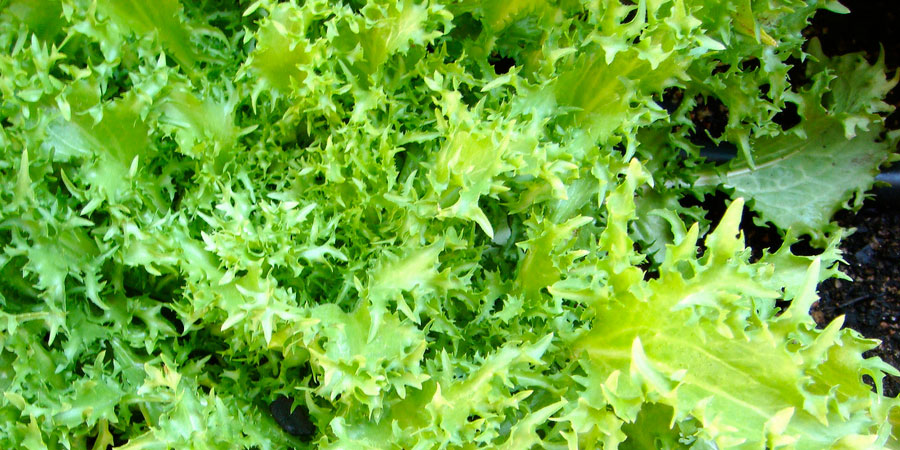 A chicória auxilia no bom funcionamento intestinal (muito boa para a prisão-de-ventre), diminuindo o nível de toxinas no organismo. Também é eficiente na absorção de minerais e ajuda a controlar o nível de triglicerídeos no sangue. É também muito eficaz na eliminação de toxinas do organismo, constituindo uma ótima fonte de sais minerais e vitaminas A, B, C e D. De baixo valor calórico, o ideal é consumi-la como salada. Como pode ser meio amarga, recomenda-se adicionar um bom azeite de oliva.