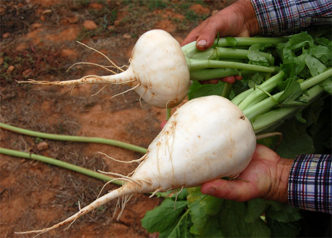 O nabo é outro marginalizado do sistema. Além de conter doses de cálcio, potássio e vitamina C, estudos indicam que contem uma substância capaz de combater o câncer. As folhas do nabo são ricas em vitaminas do complexo B, vitaminas A e C e são uma excelente fonte de fibras para auxiliar a digestão.