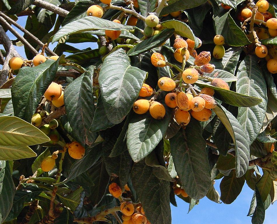 Mais conhecida como ameixa amarela, essa fruta é rica em vitamina C e sais minerais, como o fósforo e o cálcio. A nêspera também ajuda a controlar os níveis de gordura no corpo e a diminuir à resistência à insulina, o que ajuda na prevenção de diabetes. Também age nas vias respiratórias e auxilia no controle da bronquite, asma, rinite e sinusite.