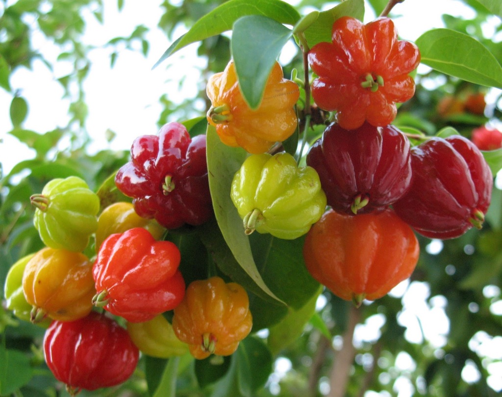 A pitanga é rica em cálcio, fósforo, ferro e vitaminas A e C, o que demonstra o seu poder antioxidante e uma poderosa aliada na saúde dos ossos, combatendo a osteoporose. Como também é rica em licopeno, auxilia na prevenção de vários tipos de câncer, como o da próstata, pulmão e estômago. Antes de comê-la, verifique se não há fungos na sua casca, reparando se não está áspera ou com uma coloração diferente.